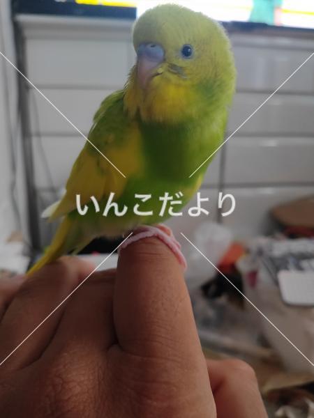 迷い鳥の写真