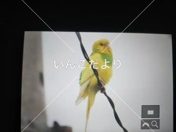 保護鳥の写真