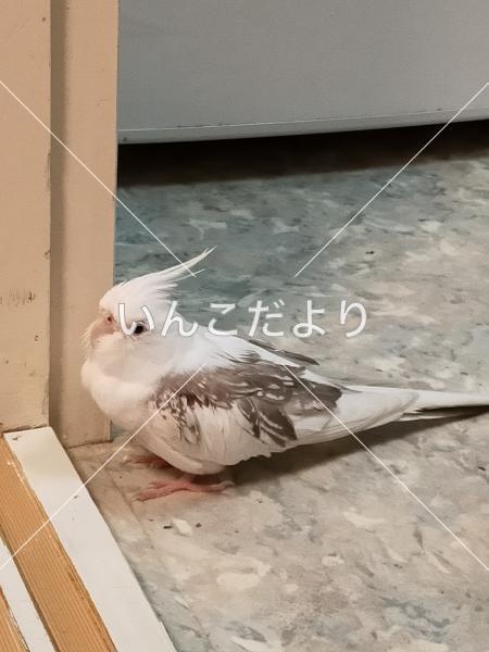 迷い鳥の写真