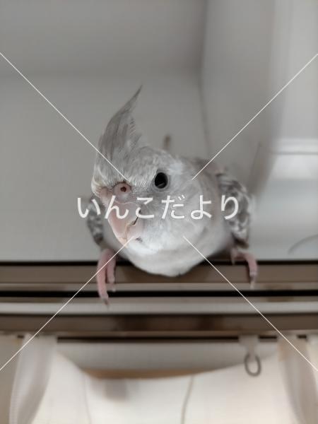 迷い鳥の写真