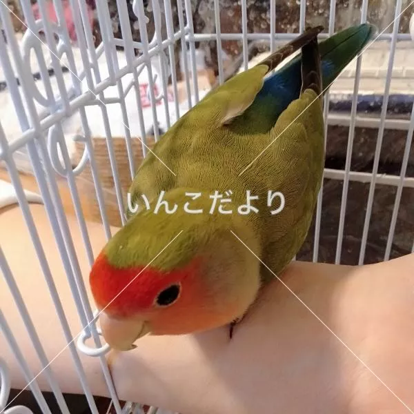 保護鳥の写真