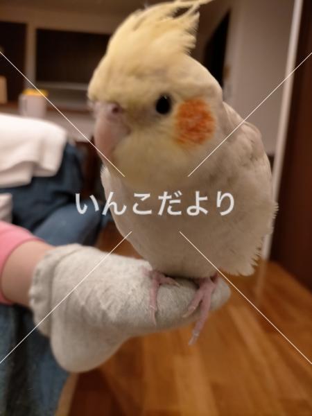 迷い鳥の写真