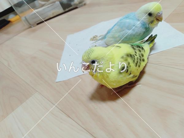 迷い鳥の写真