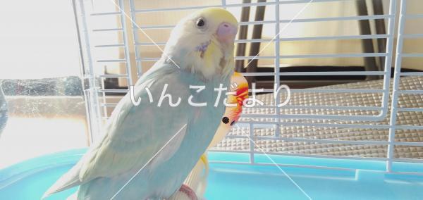 迷い鳥の写真