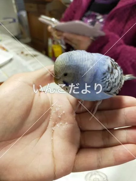 保護鳥の写真