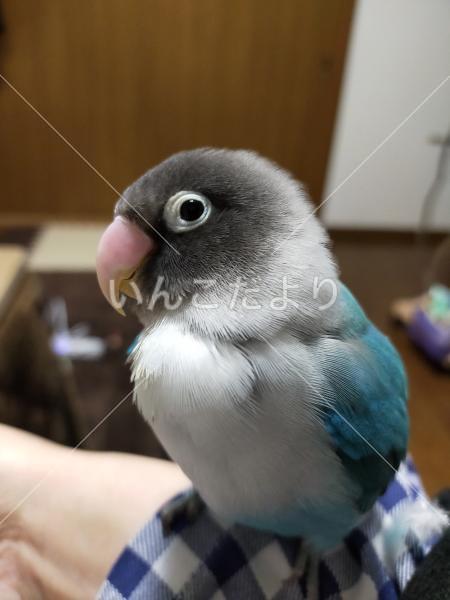 迷い鳥の写真