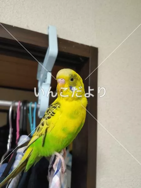 保護鳥の写真