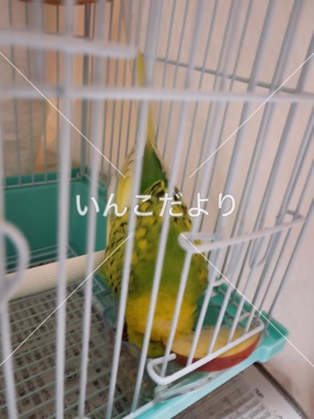保護鳥の写真