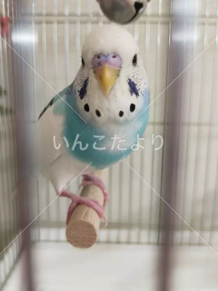 保護鳥の写真