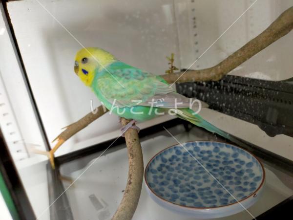 保護鳥の写真