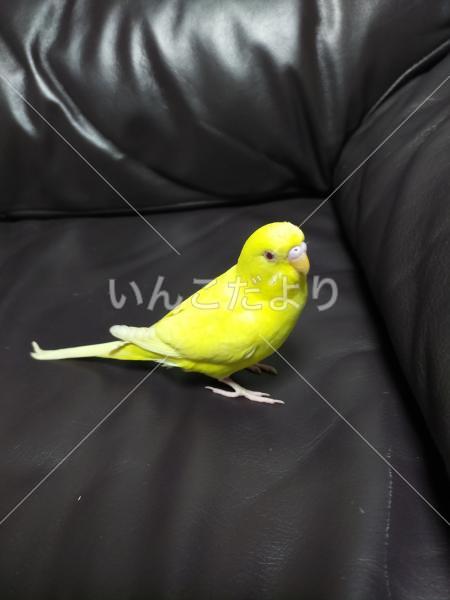 保護鳥の写真