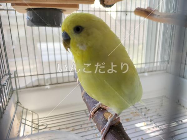 迷い鳥の写真