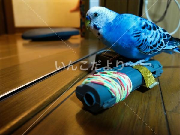 迷い鳥の写真