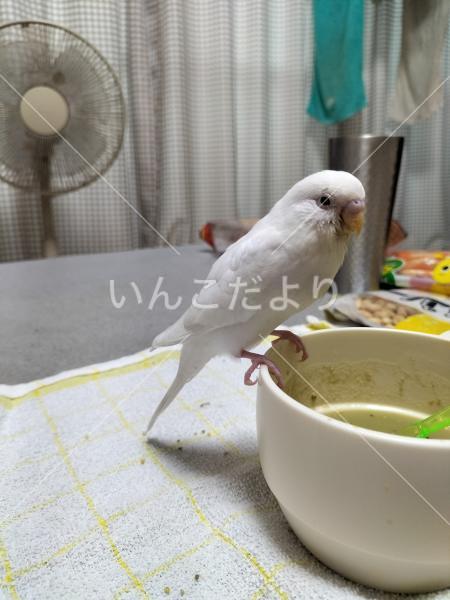 迷い鳥の写真