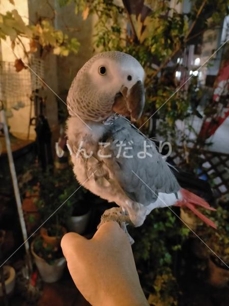 迷い鳥の写真