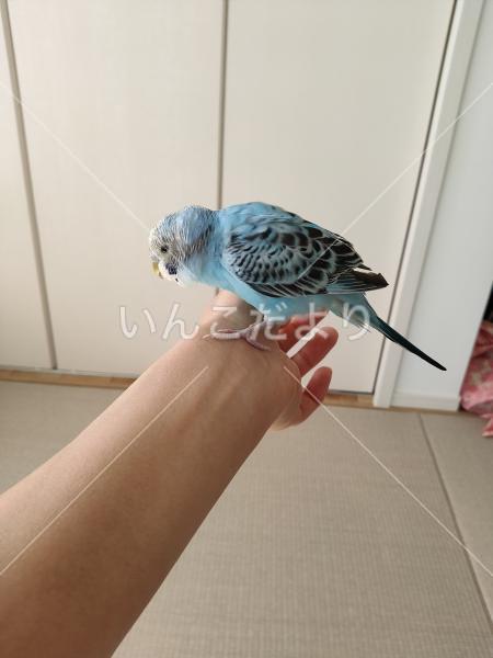 保護鳥の写真