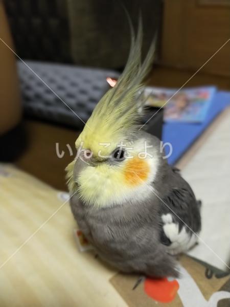 迷い鳥の写真