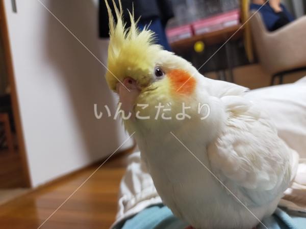 迷い鳥の写真