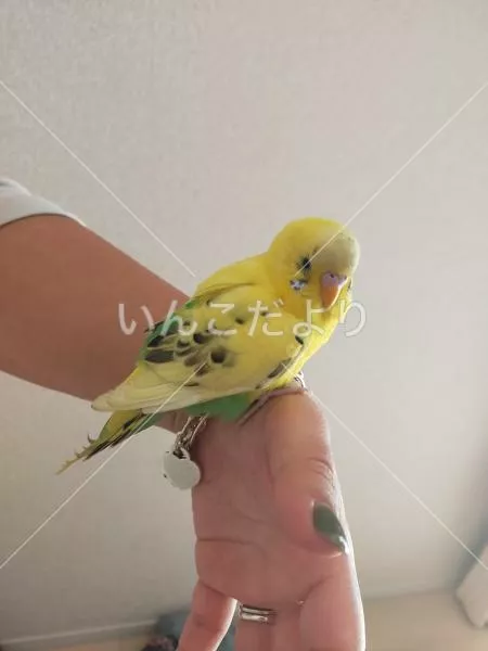 保護鳥の写真
