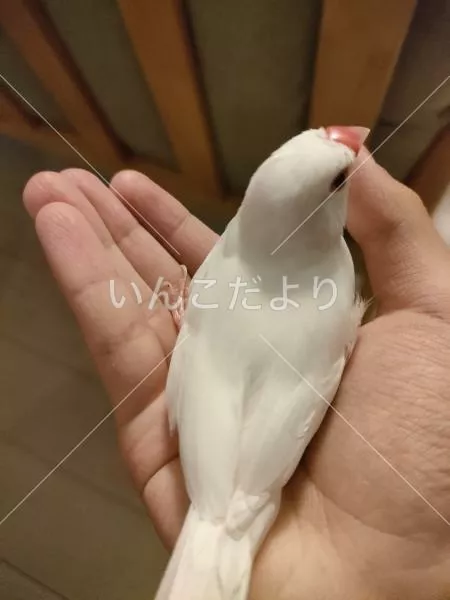 迷い鳥の写真