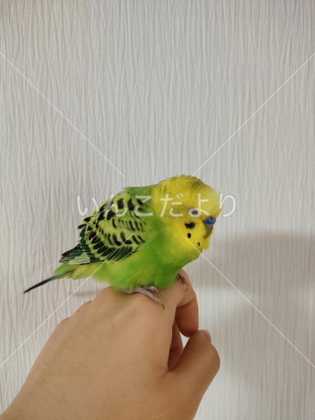 保護鳥の写真