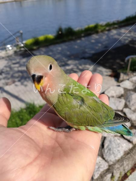 迷い鳥の写真