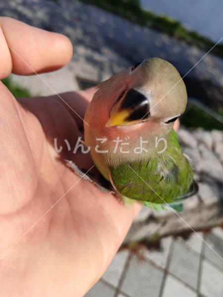 迷い鳥の写真