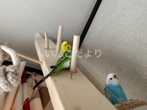 迷い鳥の写真