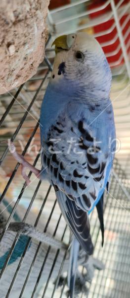 保護鳥の写真