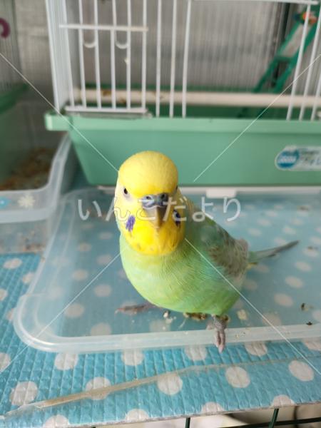 迷い鳥の写真