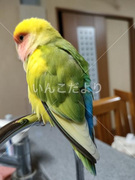 迷い鳥の写真