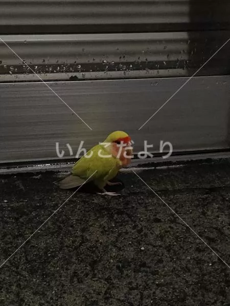保護鳥の写真
