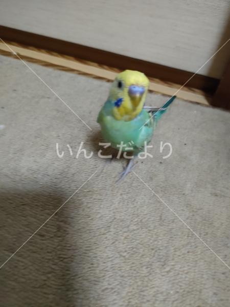 迷い鳥の写真