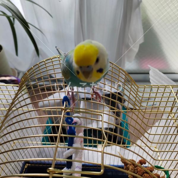 迷い鳥の写真