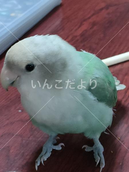 迷い鳥の写真