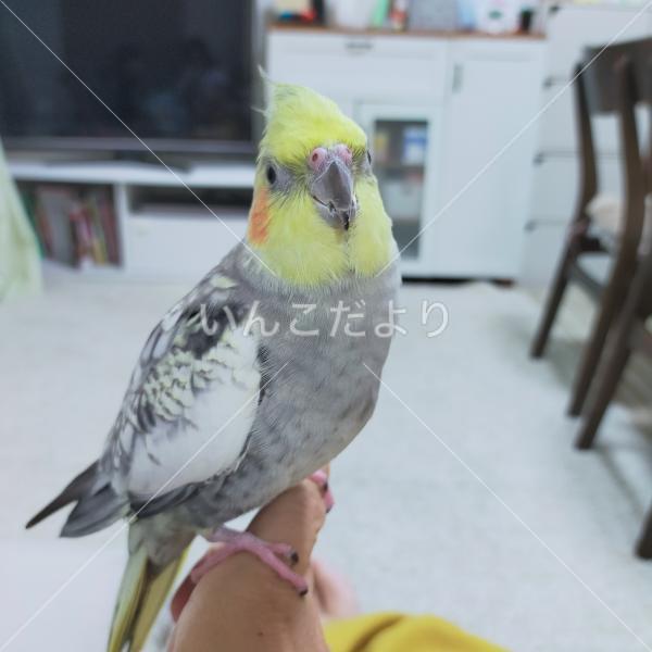 迷い鳥の写真