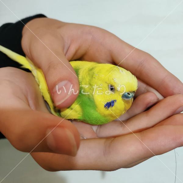 保護鳥の写真