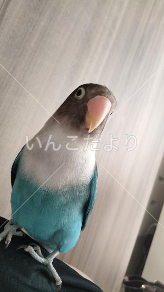 迷い鳥の写真