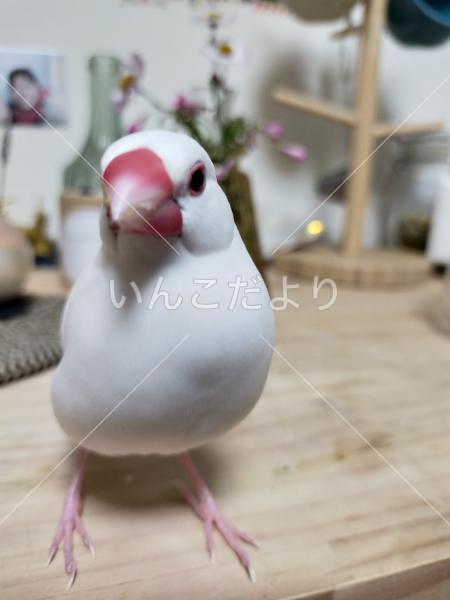 迷い鳥の写真