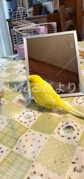 迷い鳥の写真