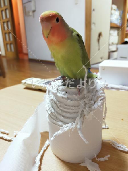 迷い鳥の写真