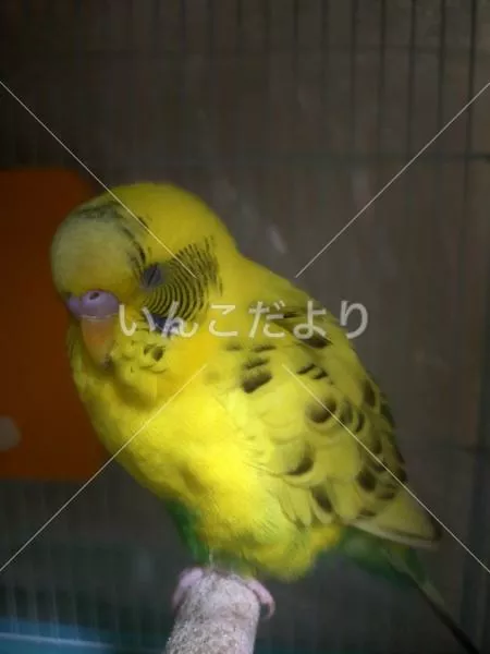 保護鳥の写真