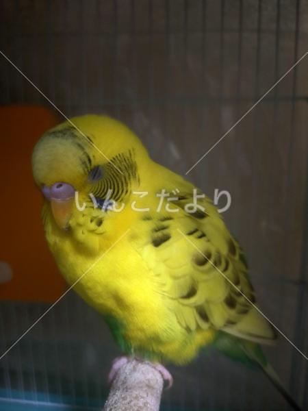 保護鳥の写真