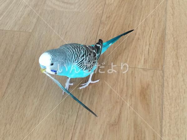 迷い鳥の写真