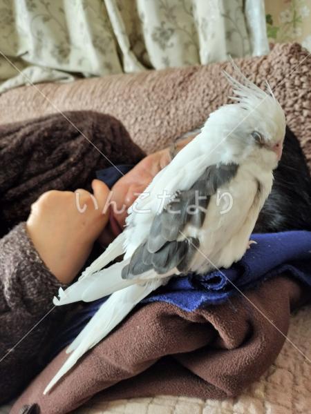 迷い鳥の写真