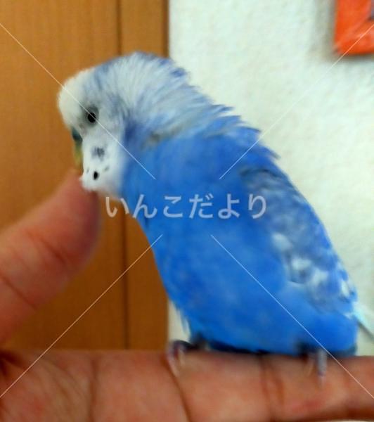 迷い鳥の写真