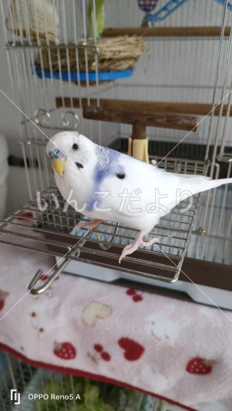 迷い鳥の写真