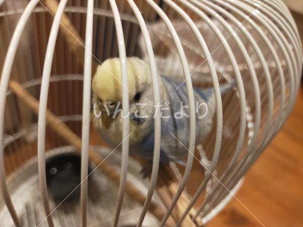 保護鳥の写真