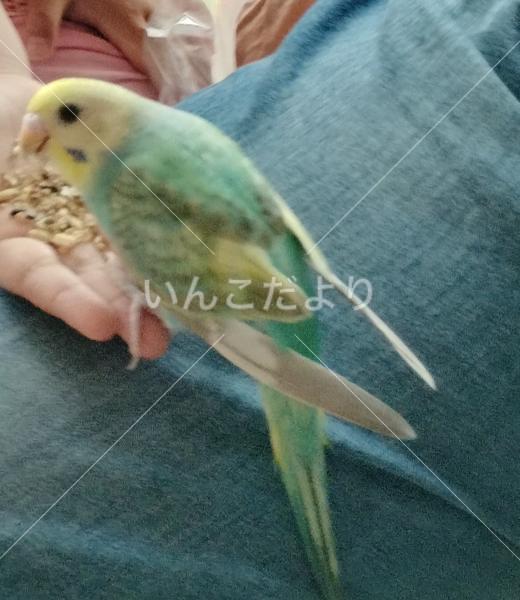 迷い鳥の写真