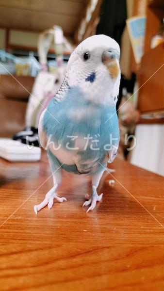迷い鳥の写真